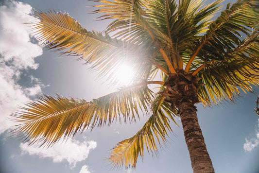 Shady Choices - Which Type of Sunscreen is Best For Your Skin?