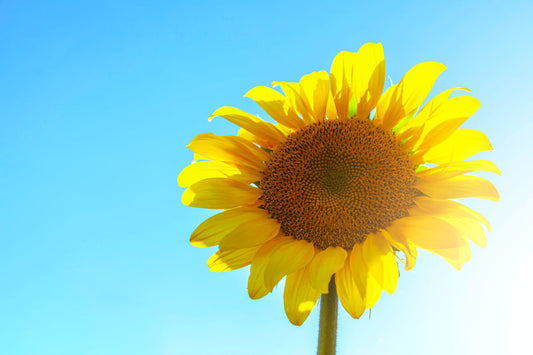 SPF: Are You Really Protecting Yourself From the Sun?