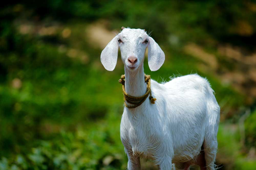 Top Benefits Of Using Goat Milk Products On Your Skin - Natural Beauty At Your Fingertips